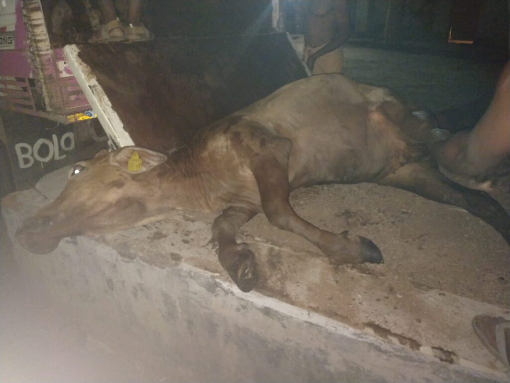 आखिर अंतराज्यीय गौतस्करी को लैलूंगा क्षेत्र में किसका संरक्षण प्राप्त ? 1 IMG 20230618 WA0047