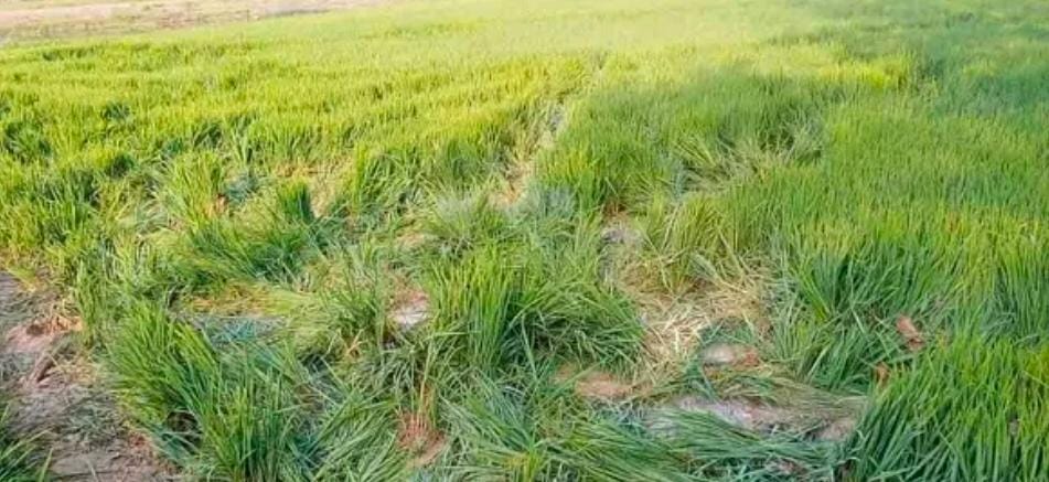 ड्रोन कैमरे में कैद की गई हाथियों की तस्वीर , इन जंगलों में हाथियों का दल कर रहा विचरण 2 IMG 20240328 WA0047