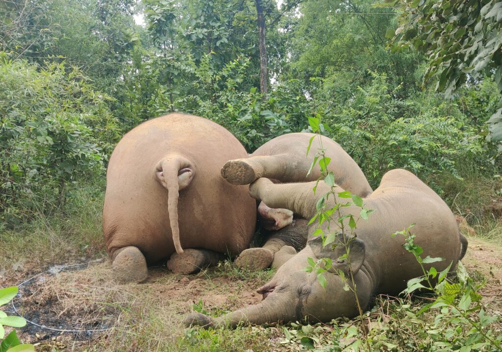 हांथीयों कि मौत मामले में जिम्मेदार को छोड़ प्यादो पर गाज गिरा कर पीठ थपथपा रहे अधिकारी 1 1001123672