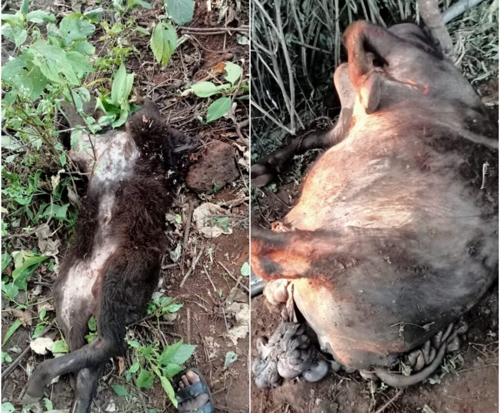 Picsart 24 11 29 18 11 45 383