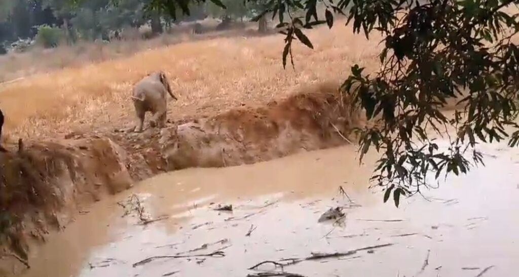 इस गाँव के ग्रामीणों ने दिया मानवता का परिचय , बचाई नन्हे हांथी की जान .... वन विभाग रहा नदारद 1 Screenshot 2024 12 03 10 55 09 06 6012fa4d4ddec268fc5c7112cbb265e7