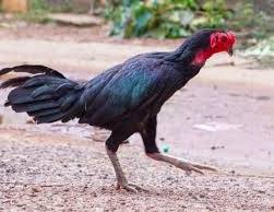 जिंदा मुर्गा निगलने की कोशिश में युवक कि गई जान , पोस्टमार्टम रिपोर्ट ने खोला चौंकाने वाला राज.... 1 images 2 11