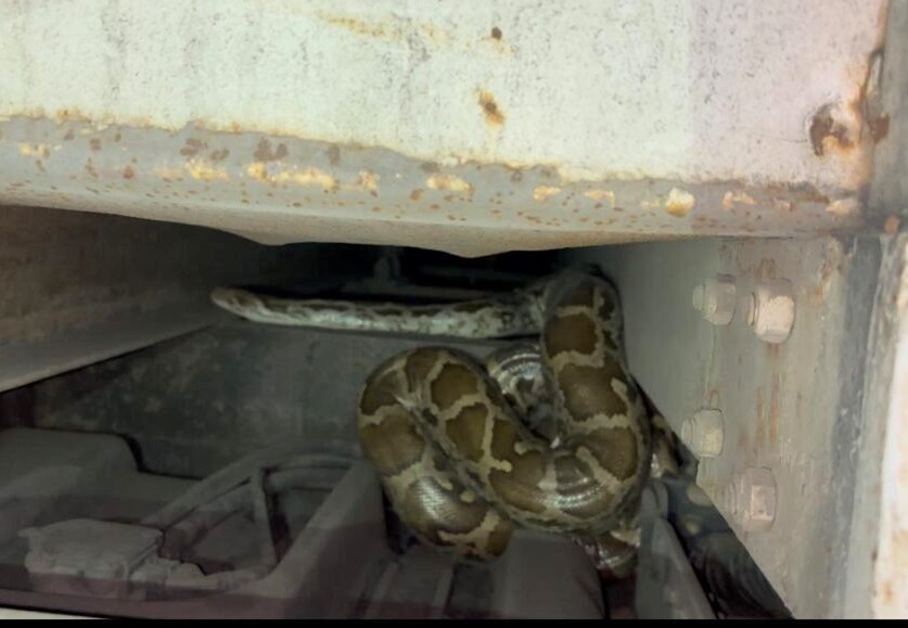 खड़ी ट्रक में दिखा अजगर , मौके पर जुटी भीड़ 1 IMG 20250114 WA0016 1024x5792 1