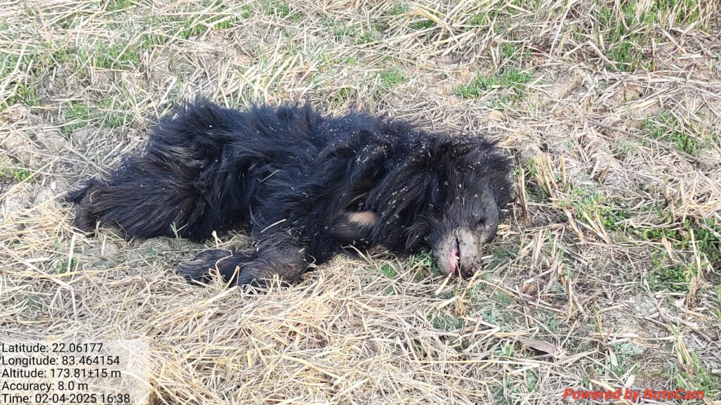 युवा भालू की संदिग्ध स्थिति में मौत , विभाग पर लग रहे गंभीर आरोप 3 IMG 20250205 WA0017