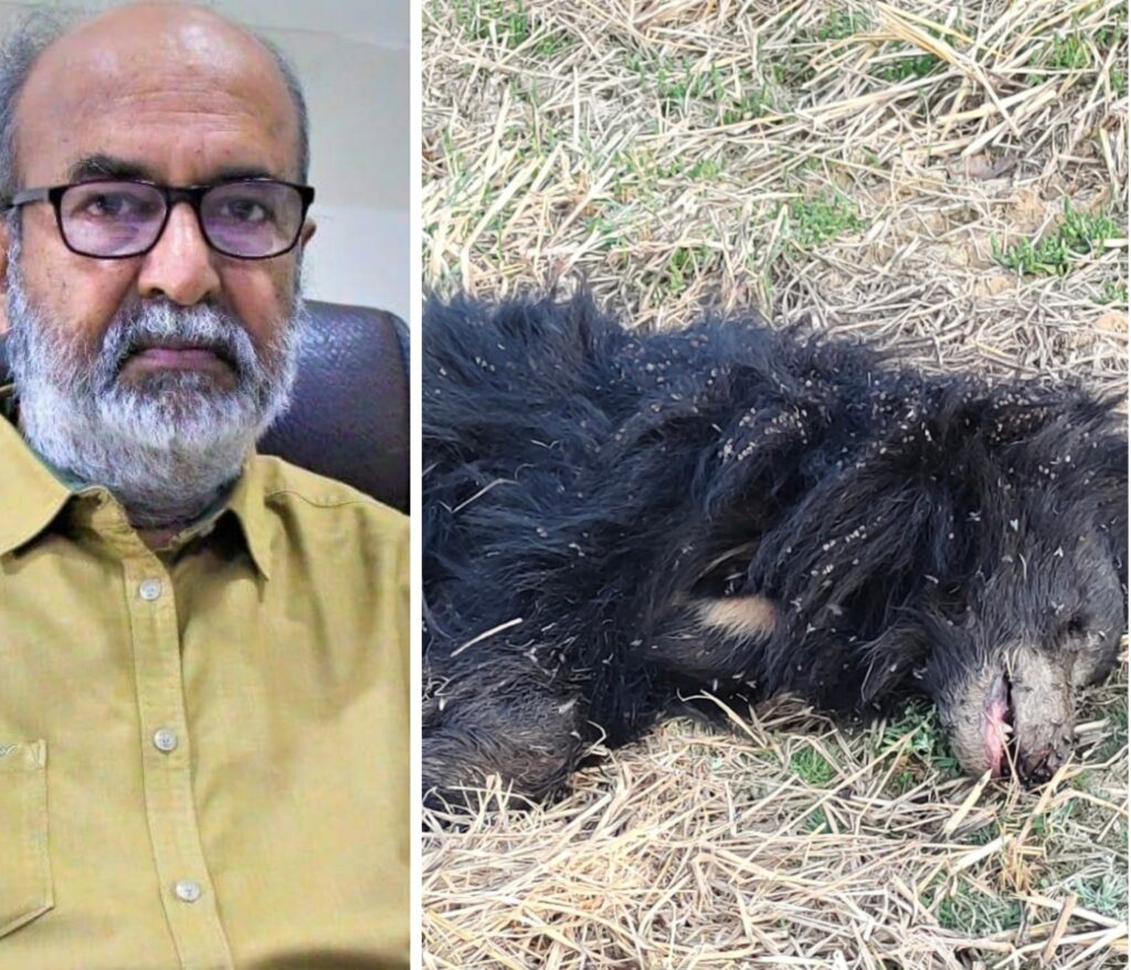 युवा भालू की संदिग्ध स्थिति में मौत , विभाग पर लग रहे गंभीर आरोप 1 Picsart 25 02 05 10 10 49 150