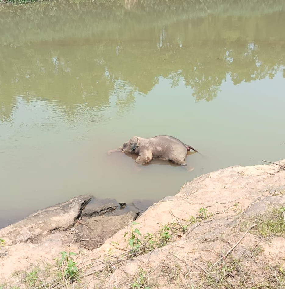 नन्हे शावक की पानी मे मिली लाश , वन विभाग मे मचा हड़कंप 1 IMG 20250513 WA00302