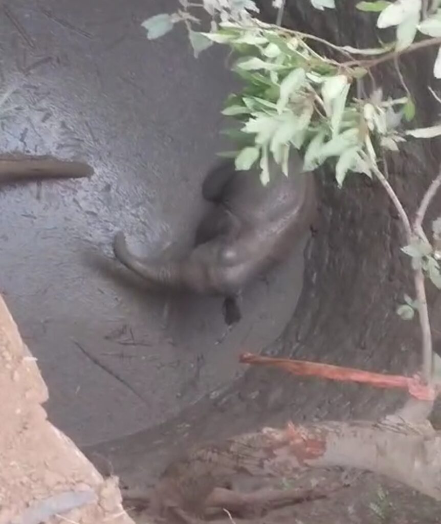 Screenshot 2025 06 05 08 19 17 27 965bbf4d18d205f782c6b8409c5773a4 1