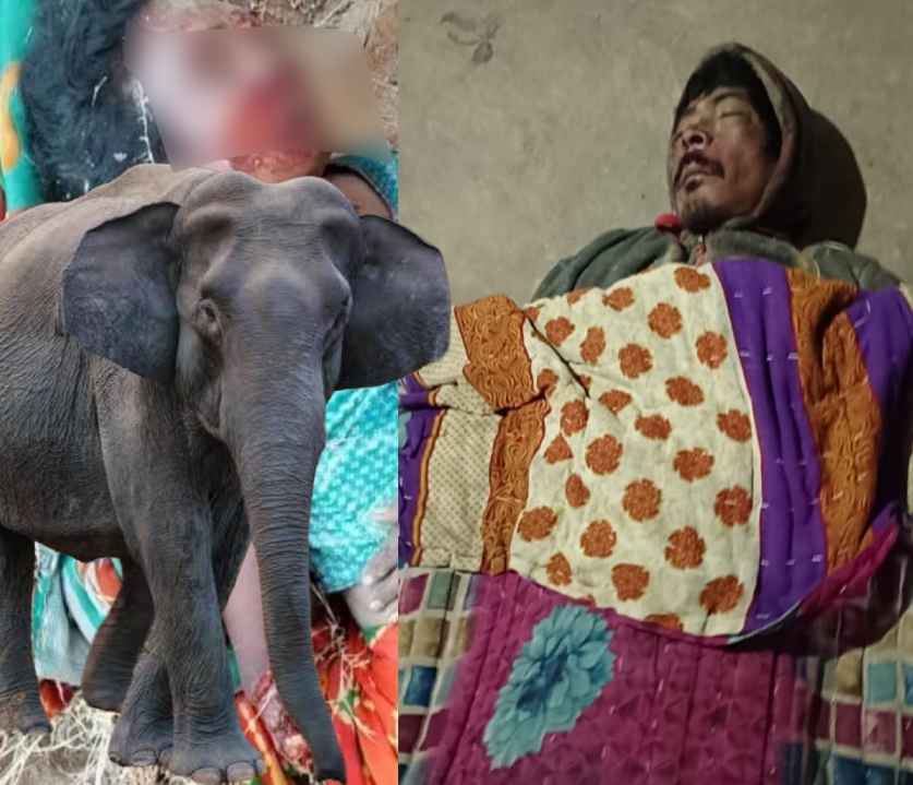 ग्रामीण को हाथी ने उतारा मौत के घाट .. दो दिनों में तीन मौत .. वन विभाग पर गंभीर आरोप 1 1422858