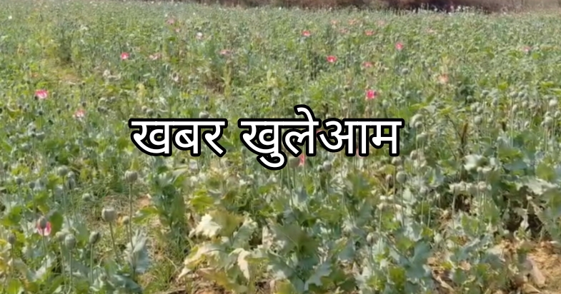 जिले में अफीम कि खेती का बड़ा खुलासा .. एक हिरासत में .. 1 2499582