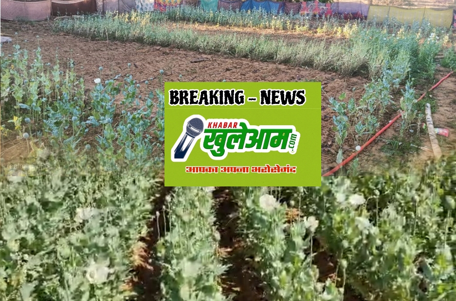दूसरी अफीम की खेती का बड़ा खुलासा .. तमनार के बाद अब .. दो आरोपी हिरासत मे .. एसडीओपी सहित एफएसएल कि टीम मौके पर 1 2529899