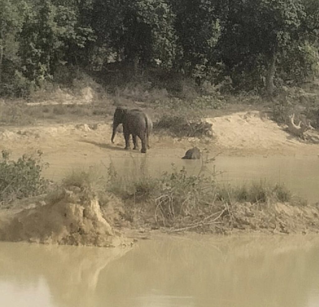 आज फिर एक हाथी शावक की मौत .. 15 दिन मे तीसरी मौत .. विभाग पर गंभीर आरोप 3 3254858