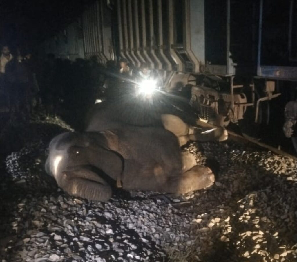 माल गाडी से टकराया हाथी .. हालत गंभीर .. ग्रामीण और वन विभाग के आला अधिकारी कर्मचारी मौजूद 1 3502697