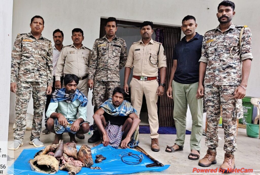 जंगली सूअर का शिकार पड़ा भारी .. दो शिकारी गिरफ्तार 1 3897369